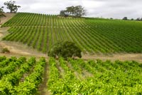 Eldredge vineyard - photo of vines