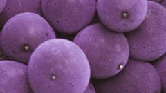 Bunch of purple grapes