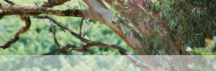 Australian gum tree