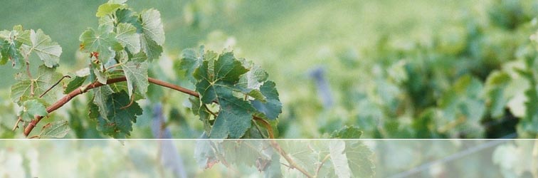 Close up of grape vine and leaves