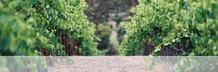 Looking down a row of grape vines