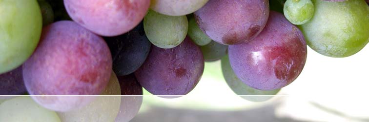 Close up of purple and green grapes on vine