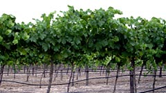 Vine trellis