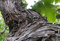 Close up of vine stump